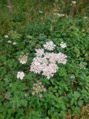 photo of Hogweed