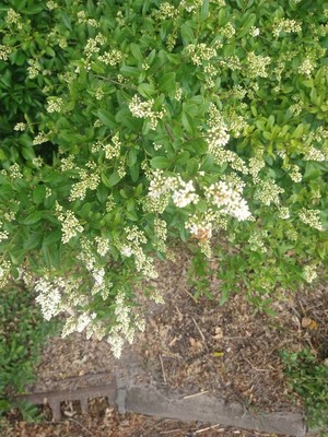 photo of Wild Privet
