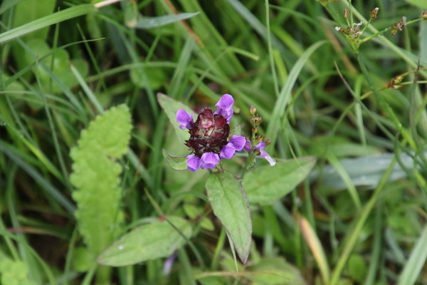 photo of Selfheal