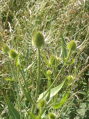 photo of Teasel