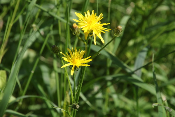photo of Rough Hawk's Beard