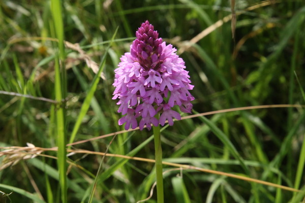 photo of Pyramidal Orchid