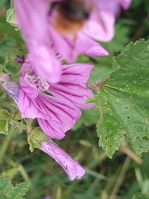 photo of Common Mallow