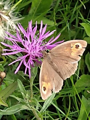 photo of Brown Knapweed