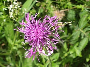 photo of Greater Knapweed