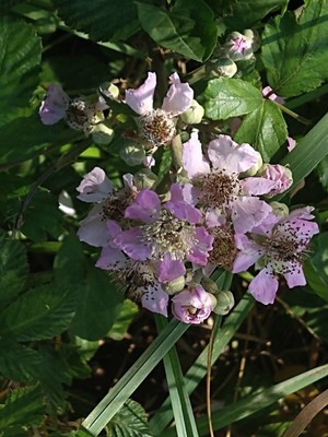 photo of Elm Leaved Bramble