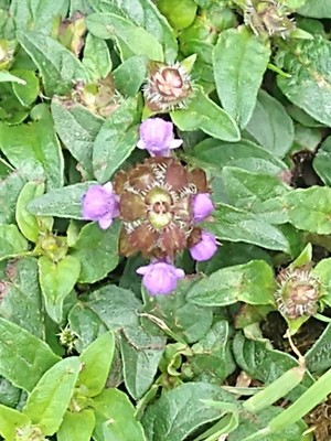 photo of Selfheal