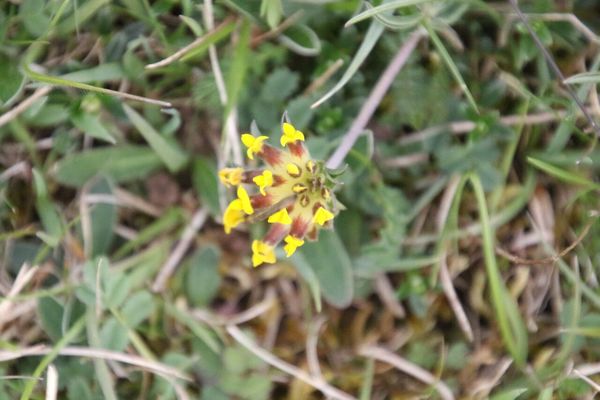 photo of Kidney Vetch