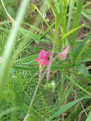 photo of Grass Vetchling