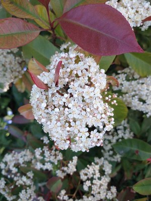 photo of Taiwanese Photinia