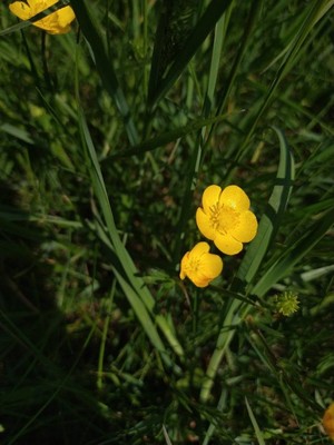 photo of Meadow Buttercup