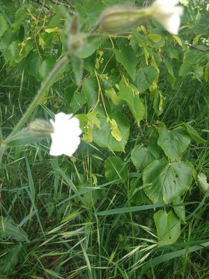 photo of White Campion