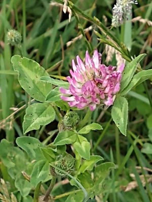 photo of Red Clover