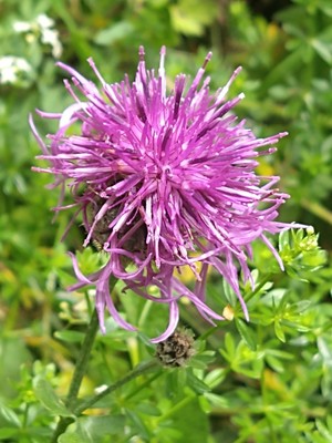 photo of Greater Knapweed