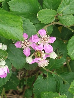 photo of Elm Leaved Bramble