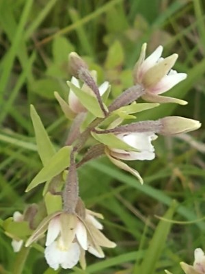 photo of Marsh Helleborine