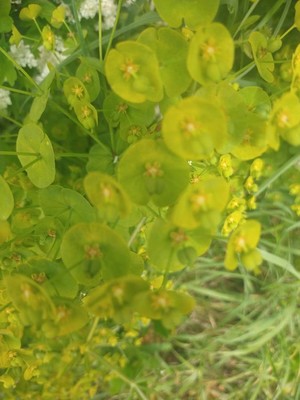 photo of Leafy Spurge