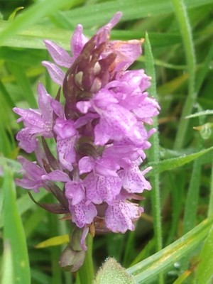 photo of Southern Marsh Orchid
