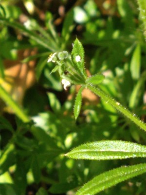 photo of Corn Cleavers