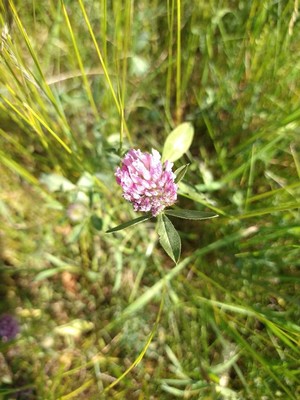 photo of Red Clover