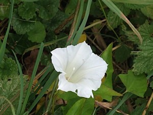 photo of Hedge Bindweed