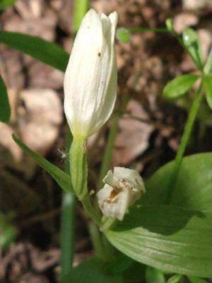 photo of White Helleborine