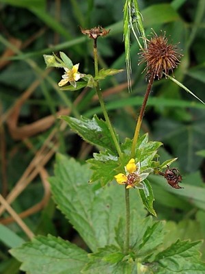 photo of Wood Avens
