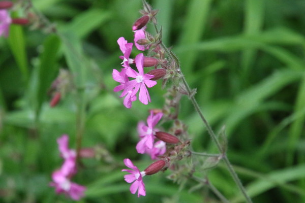 photo of Red Campion