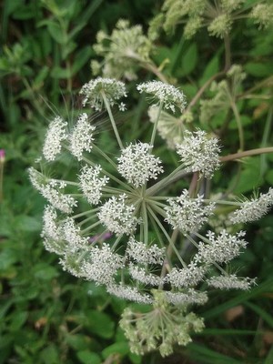 photo of Wild Angelica