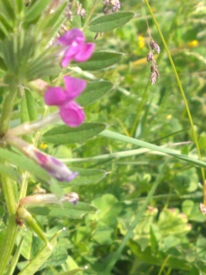 photo of Common Vetch