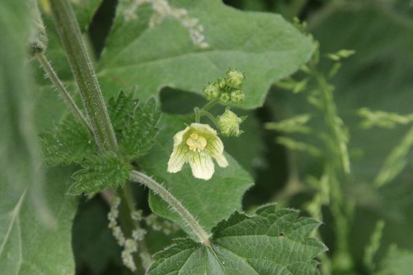 photo of White Bryony