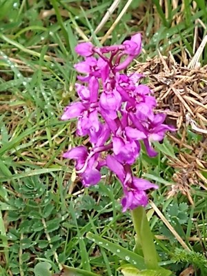 photo of Early Purple Orchid