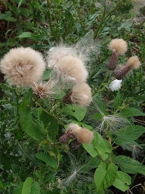 photo of Creeping Thistle