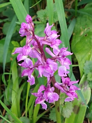photo of Early Purple Orchid