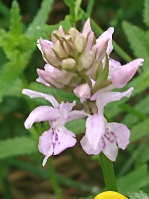 photo of Common Spotted Orchid