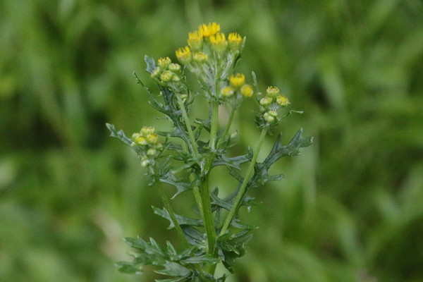 photo of Ragwort