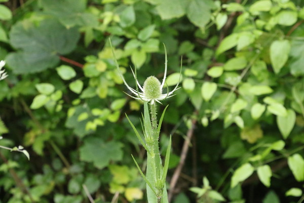 photo of Teasel