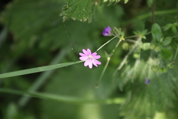 photo of Hedgerow Crane's Bill