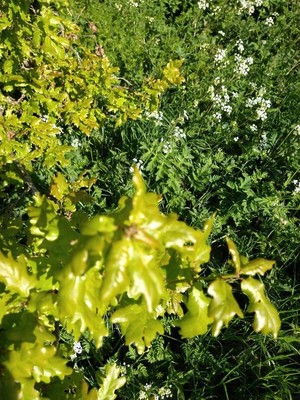 photo of Pedunculate Oak