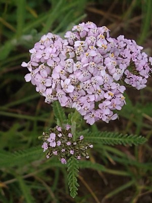 photo of Yarrow