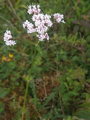 photo of Marsh Valerian