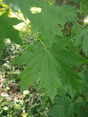 photo of Norway Maple