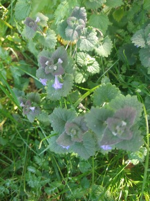 photo of Ground Ivy