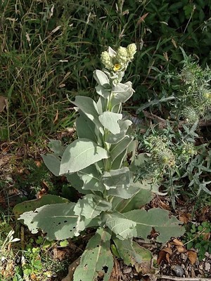 photo of Great Mullein