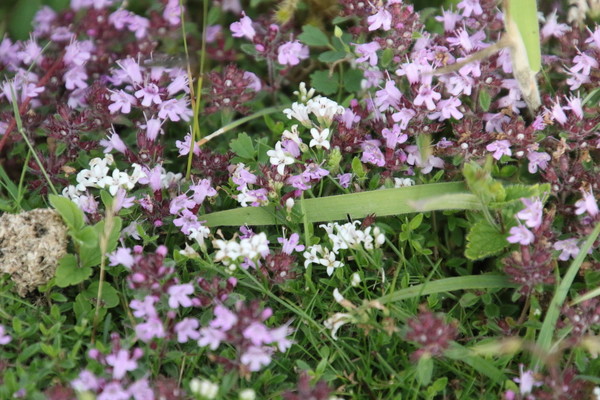 photo of Wild Thyme