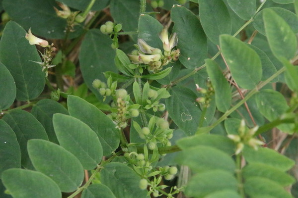 photo of Sweet Leaved Milk Vetch