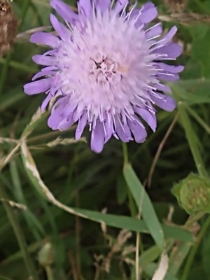 photo of Field Scabious