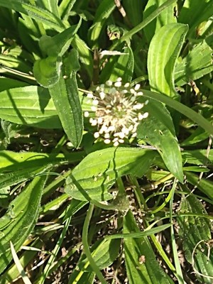 photo of Ribwort Plantain