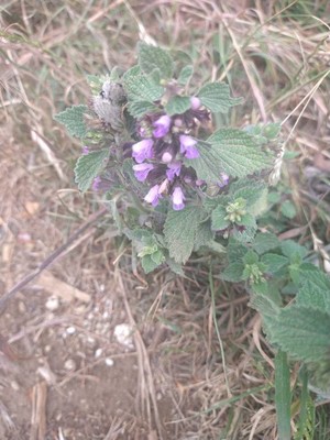photo of Black Horehound