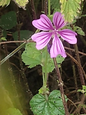 photo of Common Mallow